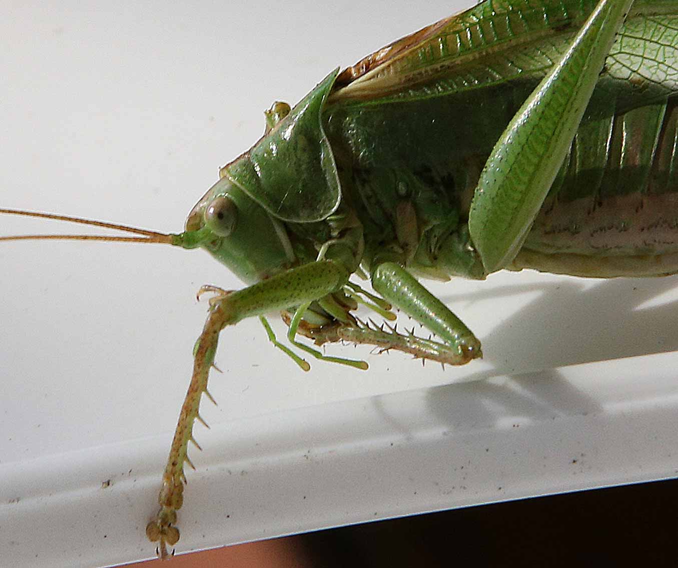 giggling grass hopper