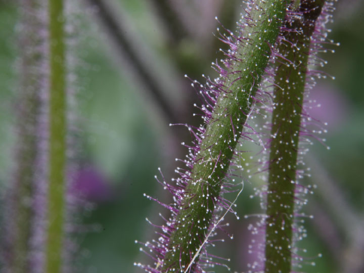 Macro photo stem with problems of depth of field