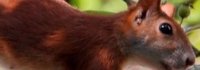 Animal photography
