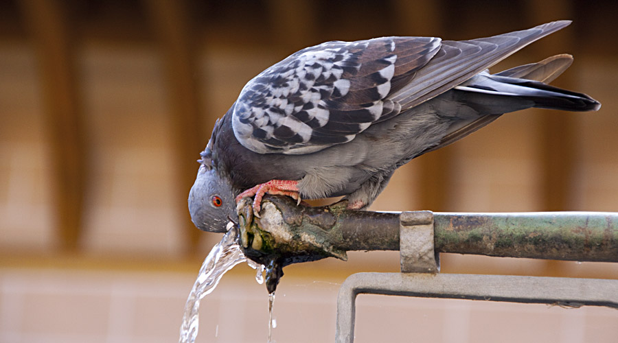 A pigeon drinking from a fountain: the water is blurred - fluent