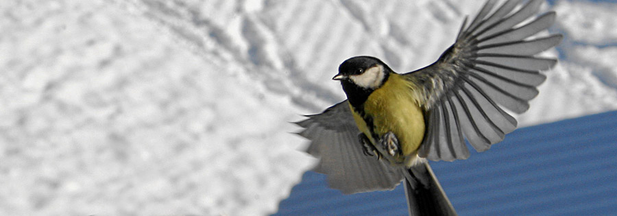 Bird while landing - shot exposure time necessary